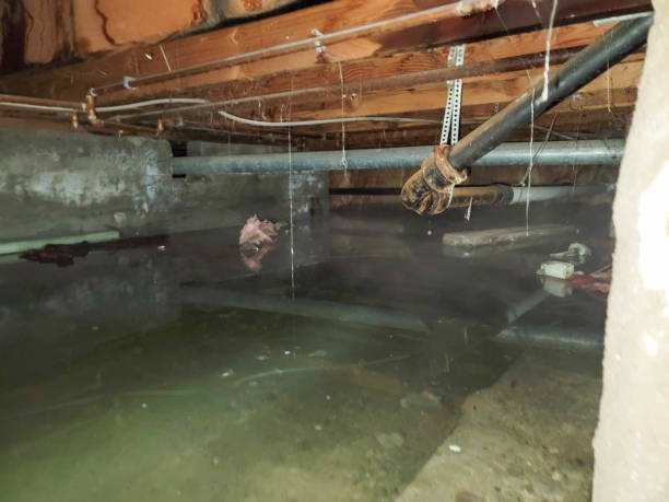 Best Water damage restoration cost  in Elida, OH